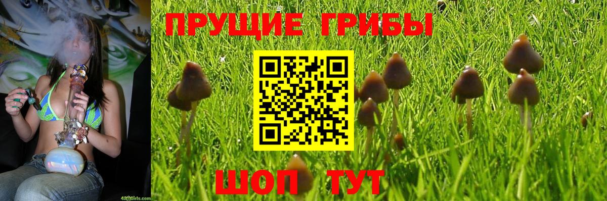Псилоцибиновые грибы прущие грибы Тулун